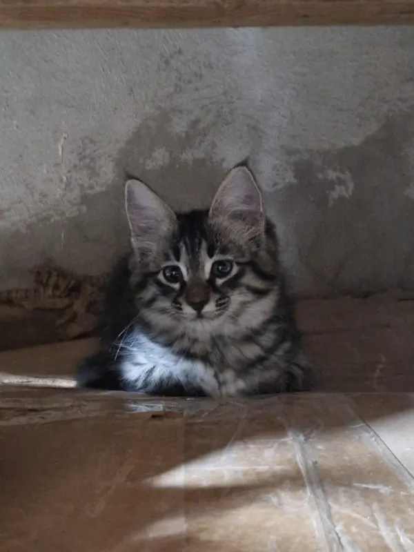 котята 1