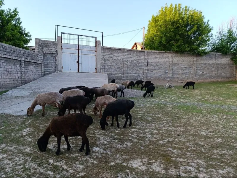 Bogoz qoylar sotiladi
