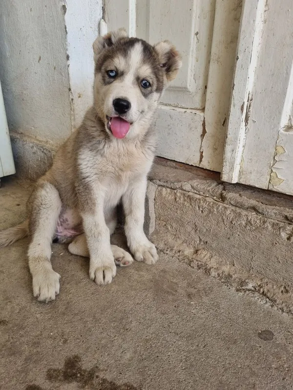 Срочно продаётся щенок алабая — фото 3