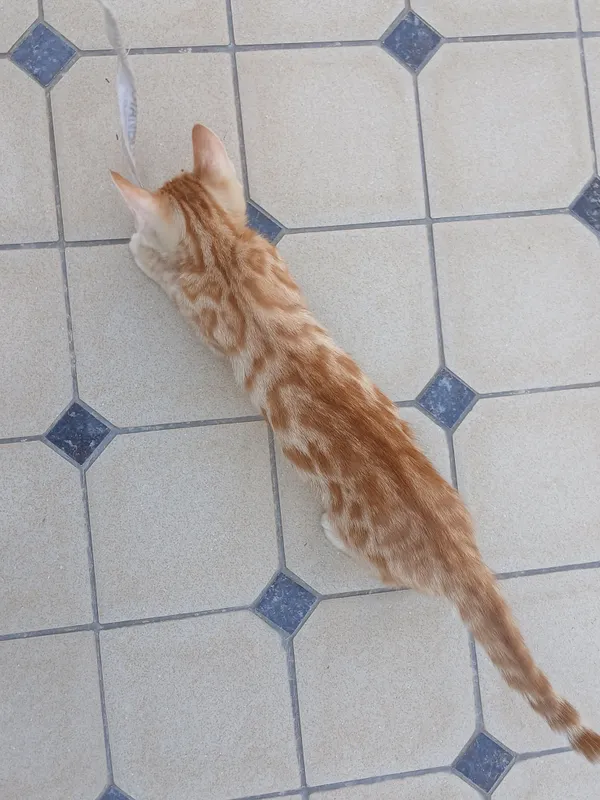 Mushukcha 3 Mushukcha 3