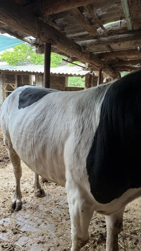 Mesni honadonda boqilgan buqa — фото 4