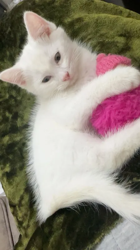 Котейки в любящую семью 4 Котейки в любящую семью 4