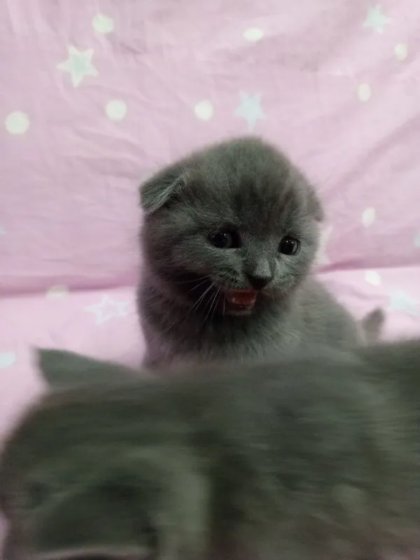 Шотландские котята — фото 2