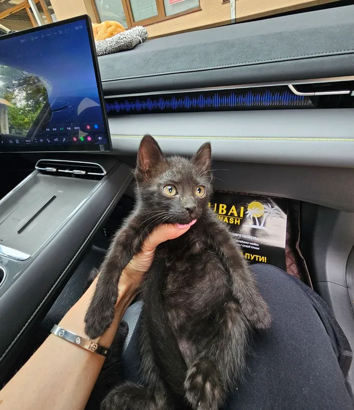 Отдадим бесплатно котёнка — фото 3