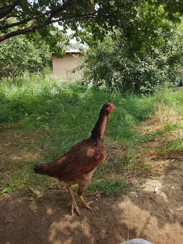 Dakan tulak Tovuq bilan birga sotiladi 2 Dakan tulak Tovuq bilan birga sotiladi 2