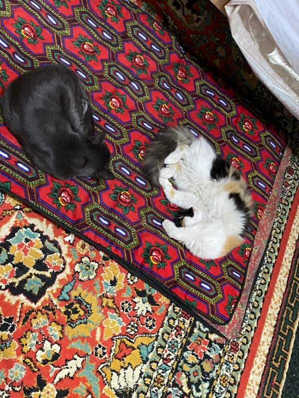 Котята 5 Котята 5