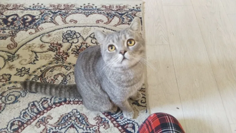 кот по кличке Чарли добрый котик к людям 1 кот по кличке Чарли добрый котик к людям 1