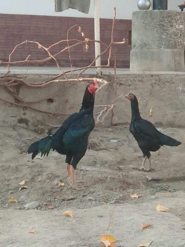 Holati yaxshi kafolat uydan olib ketguncha — фото 1