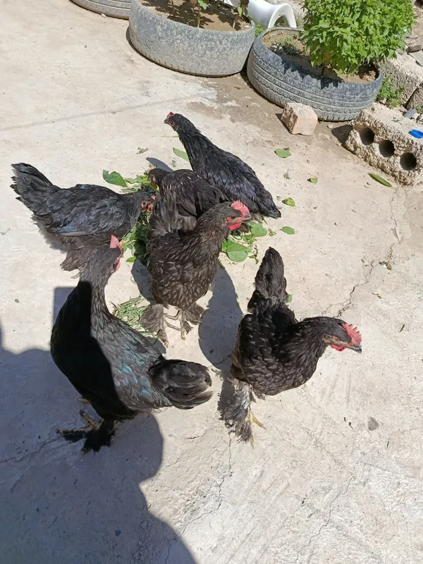Xoʻroz joʻjalari bilan sotiladi 2