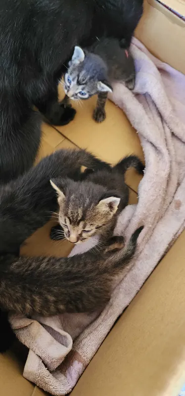 Отдам котят 1 месячные 3 Отдам котят 1 месячные 3