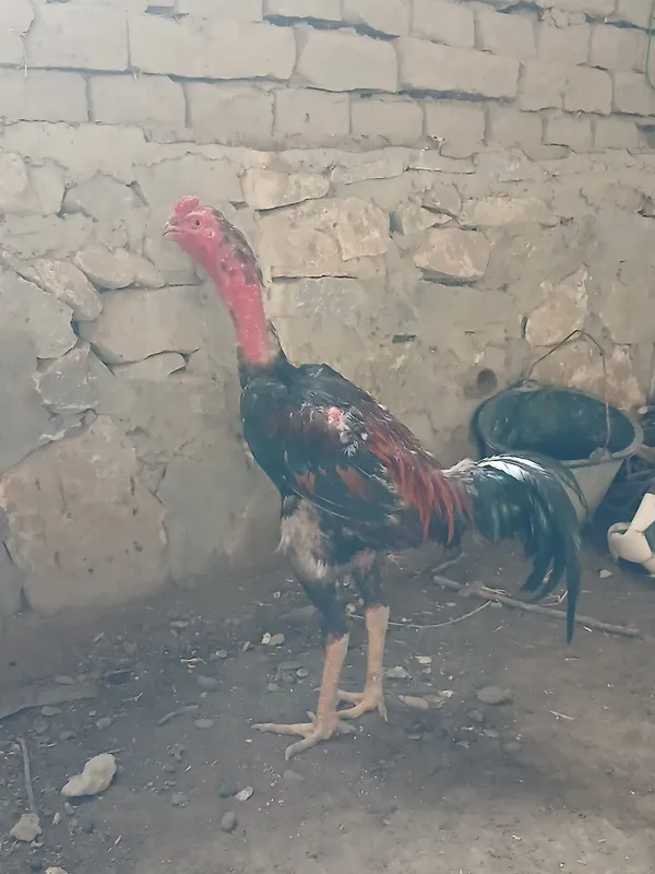 1.500 milyon dakan 11 oylik 6 marta xomak bugan — фото 1