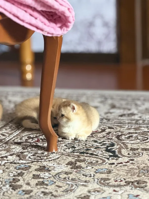 Shinshilla шиншилла — фото 1