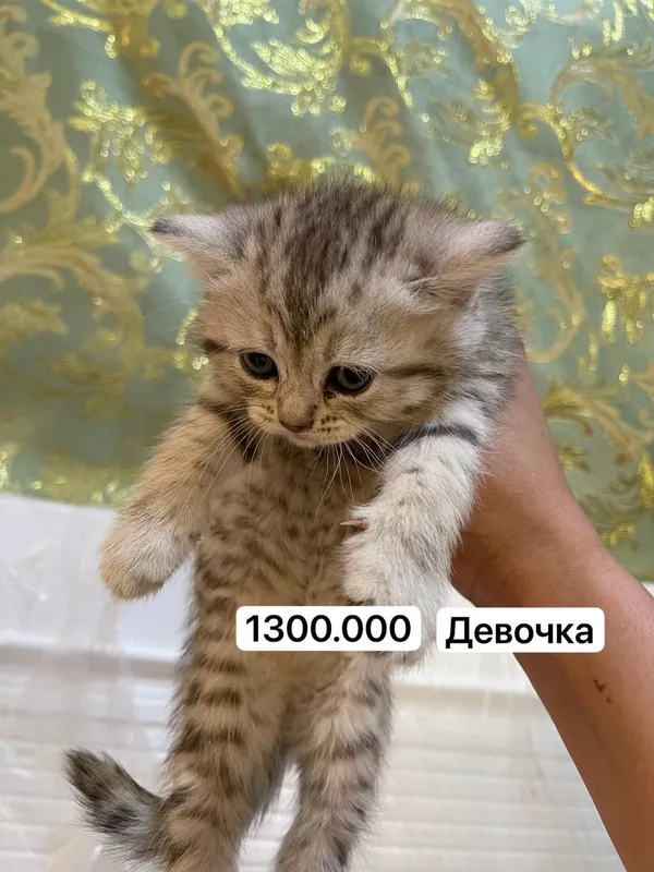 Продаю скотиш фолд 1,5 месяца — фото 1