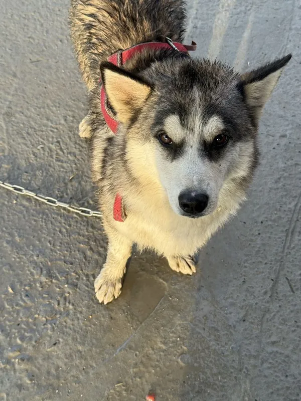 Sotiladi Husky aralash kuchuk — фото 1