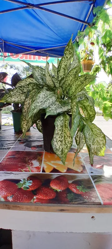 xona gullari