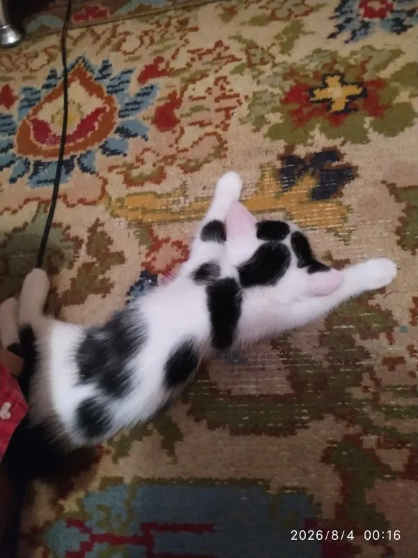 Котята в добрые руки 2 Котята в добрые руки 2