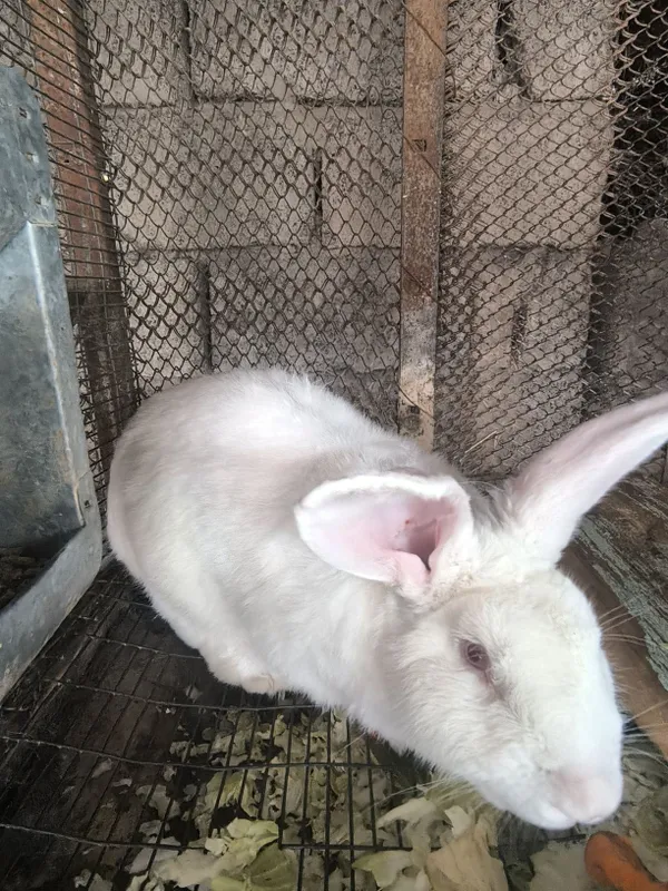 Продам кролика самец фландер 3