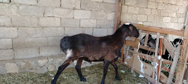 Qo'chqor sotiladi
