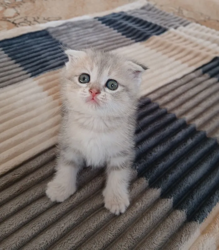 Продаются котята! — фото 2 Продаются котята! — фото 2
