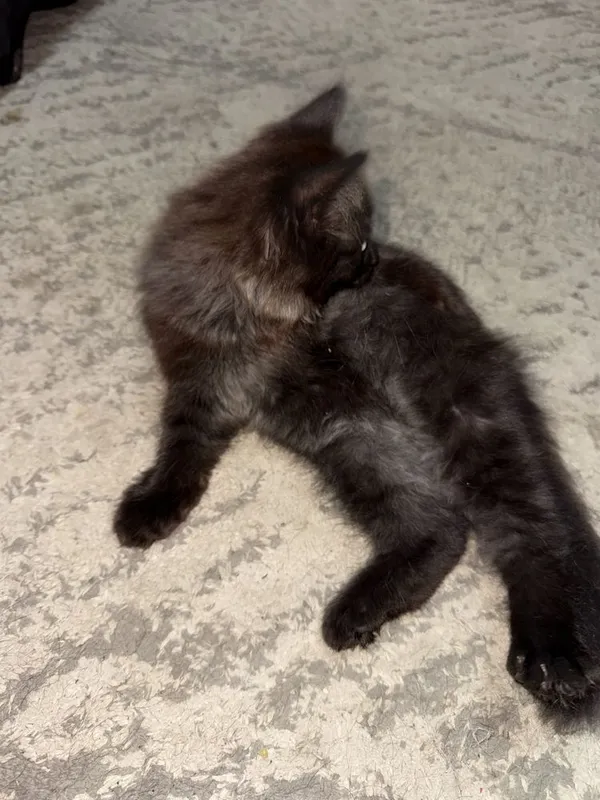 Котенок в хорошие руки — фото 2