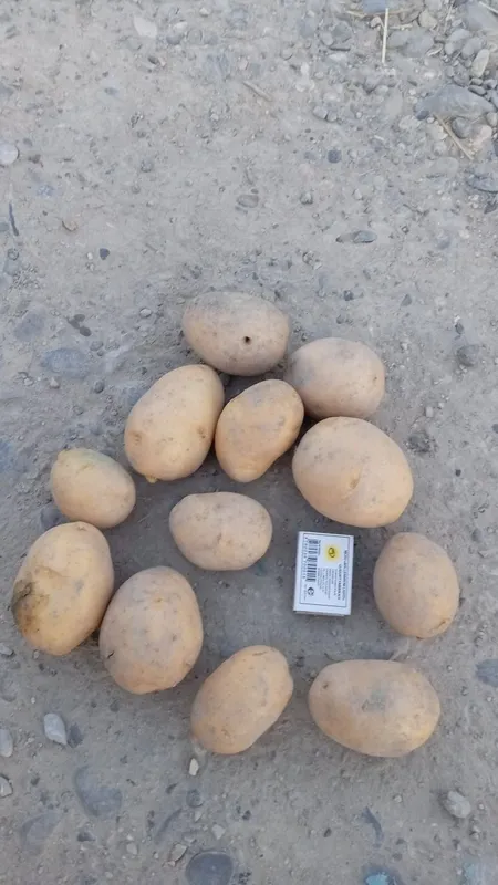 Kartoshka sotiladi 1