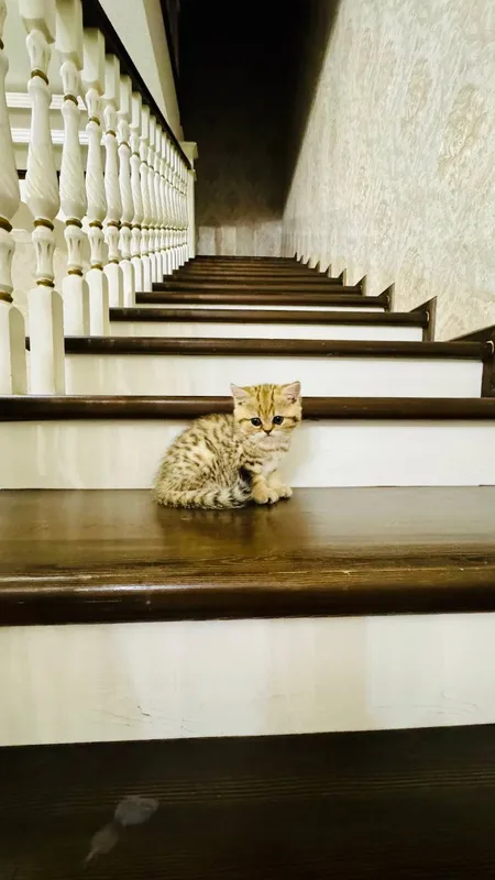 Продаётся чистокровный котята — фото 7