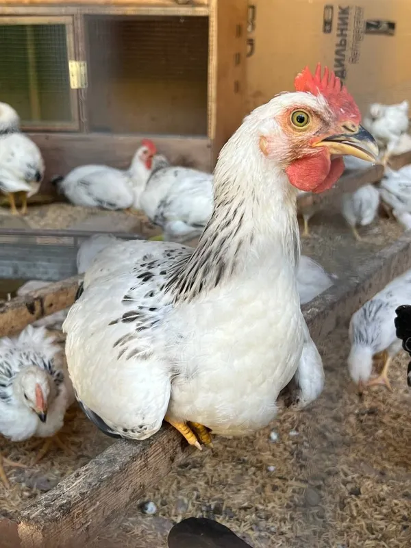 Adler xorozlari sotiladi 4 Adler xorozlari sotiladi 4