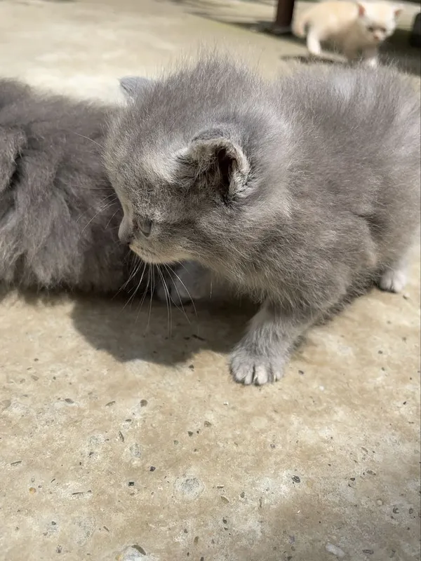 Чистокровные скоттиш страйт котята — фото 2