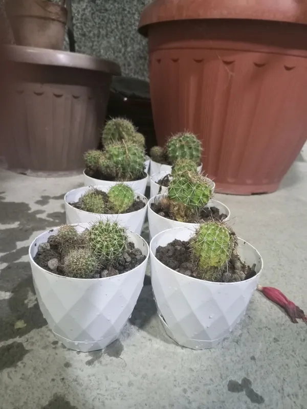 Echinopsis Kaktusi 3 Echinopsis Kaktusi 3