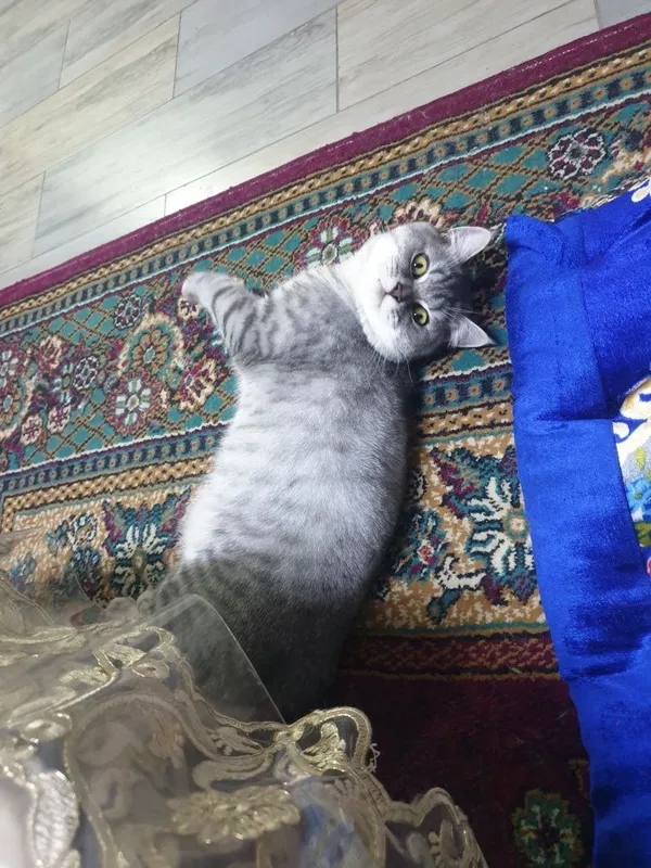 Shotland chinchilla, sof zotli erkak 1