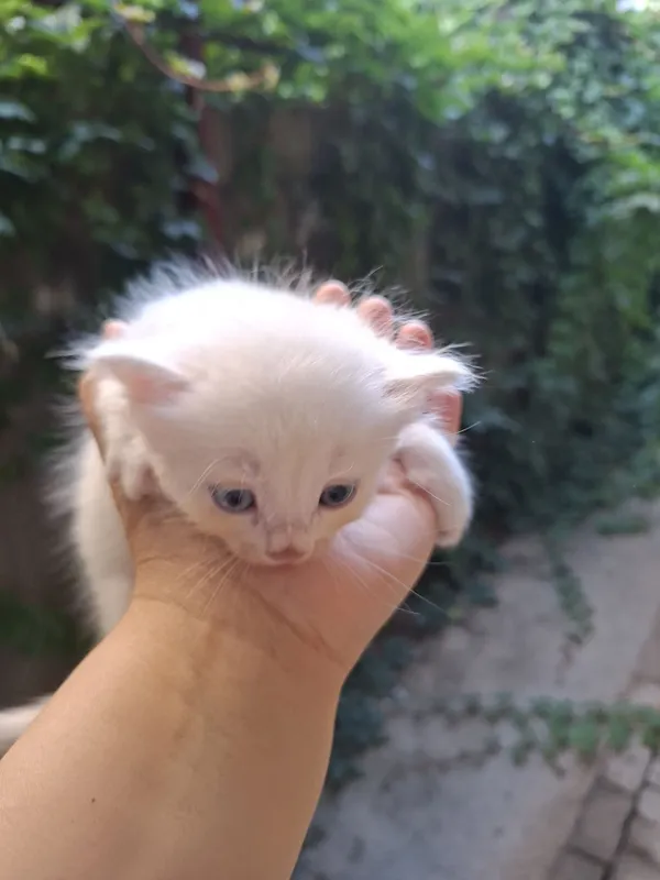 Котята турецкой ангоры 1 Котята турецкой ангоры 1