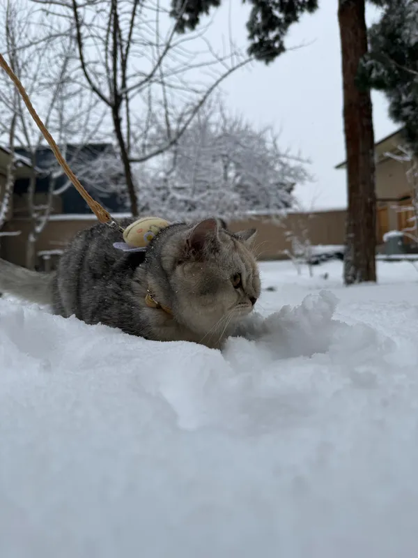 Mushuk sotiladi sog’lom zoti British chinchilla qiz bola 7 oylik — фото 1