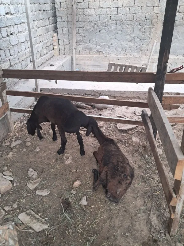 Xusori Qochqor sotiladi 6