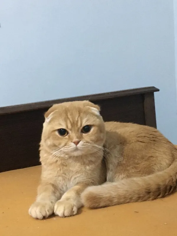 Vyazka scottish fold zolotoy shinchila — фото 2