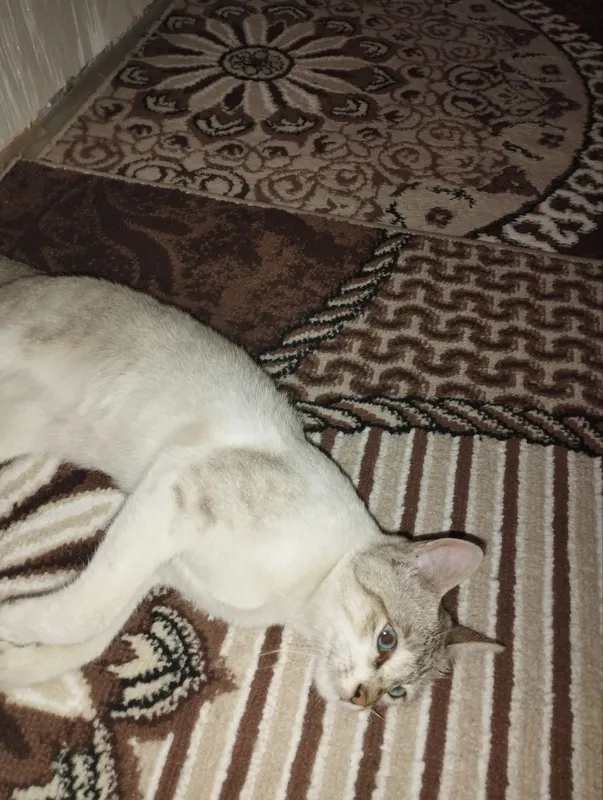 Продается котёнок 2 Продается котёнок 2