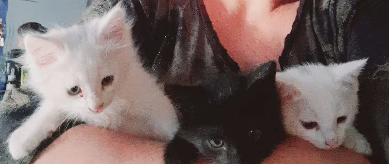 Отдам турецкую ангорскую кошку 1 Отдам турецкую ангорскую кошку 1