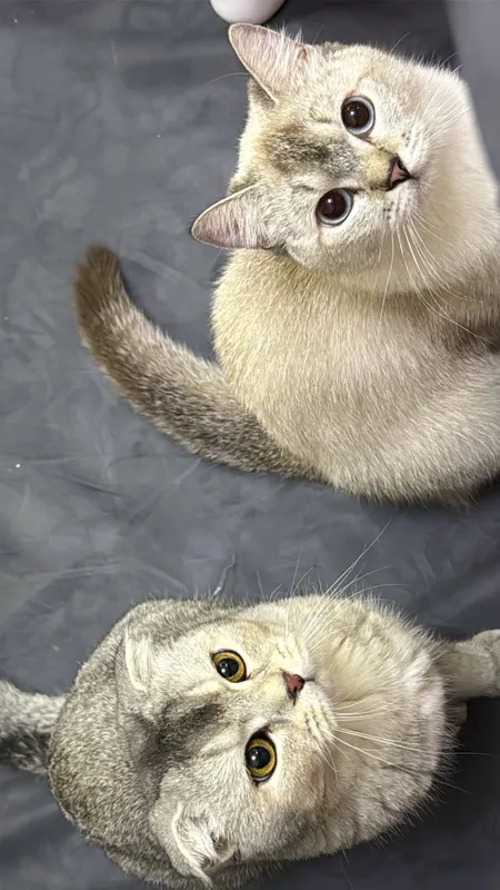 Srochna sotladi Scottish Fold 9