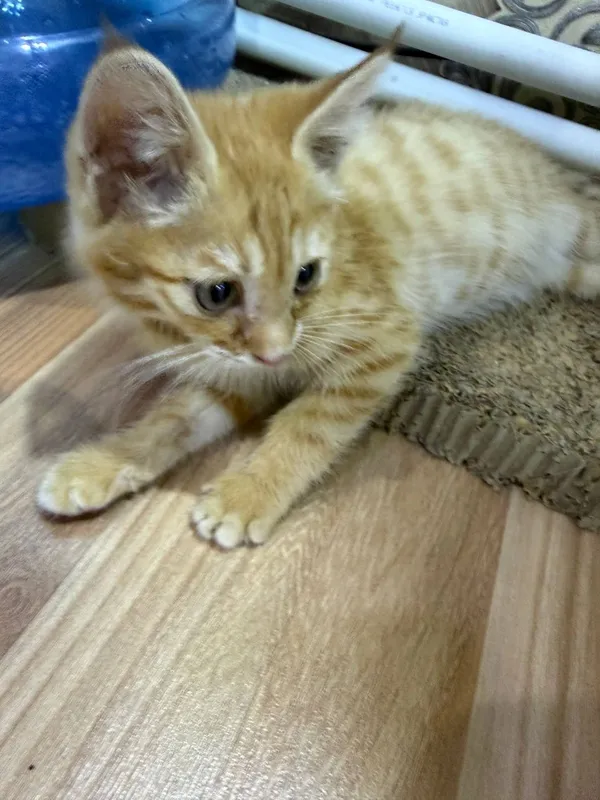 Котёнок мальчик отдам 1 Котёнок мальчик отдам 1