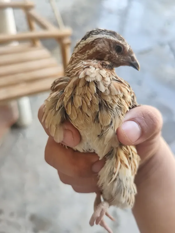 Продаётся итальянский самец перепела 2 Продаётся итальянский самец перепела 2