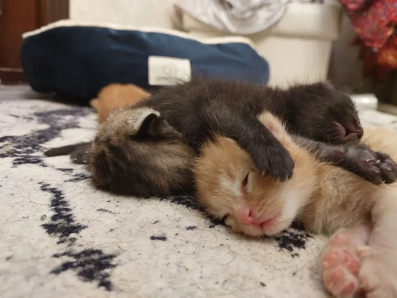 Хочу раздать котят очень хорошие руки — фото 2