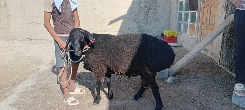 Katta qoʻchqor sotiladi 2tish 3 Katta qoʻchqor sotiladi 2tish 3