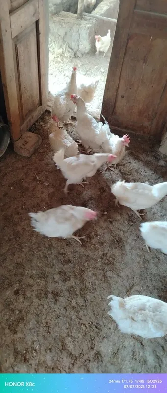 Loman sendi tovuqlar 2