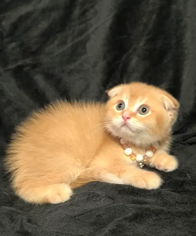 скоттиш фолд — фото 1