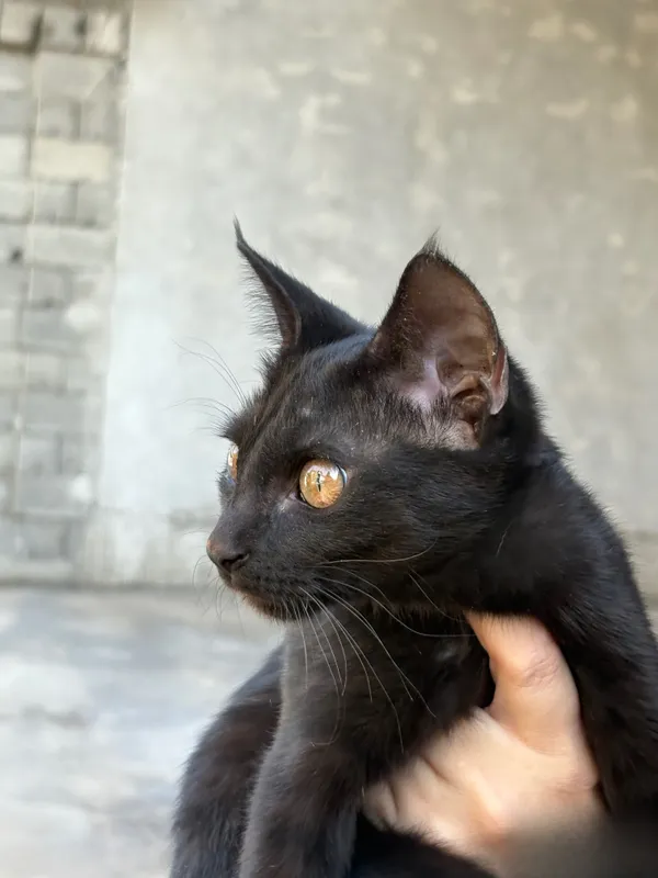 Mushukcha yaxshi qo‘llarga beriladi 2 Mushukcha yaxshi qo‘llarga beriladi 2
