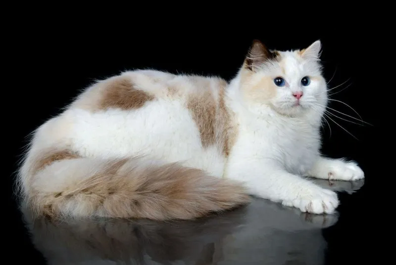 Эксклюзивные Регдоллы 4 Эксклюзивные Регдоллы 4