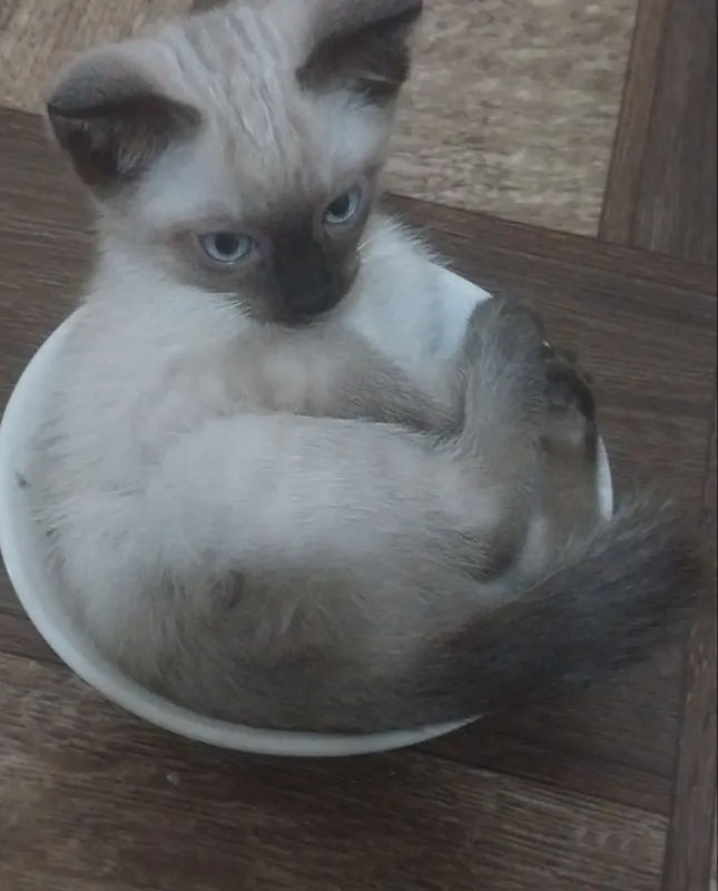 Сиамские котята чистокровные 1 Сиамские котята чистокровные 1