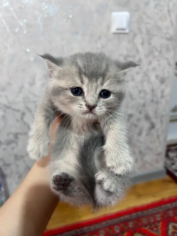 Продаются котята / Мушук болалари сотилади