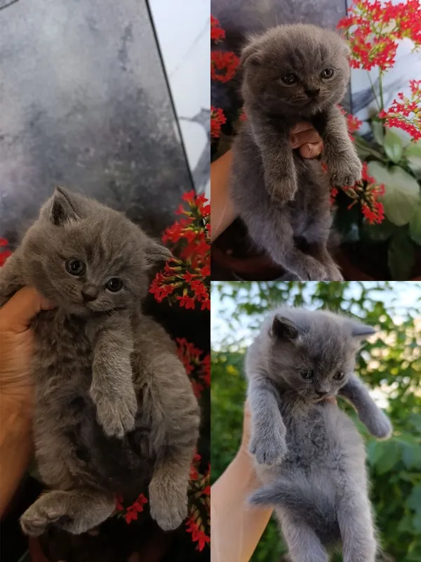 Mushuklar sotiladi 1 Mushuklar sotiladi 1