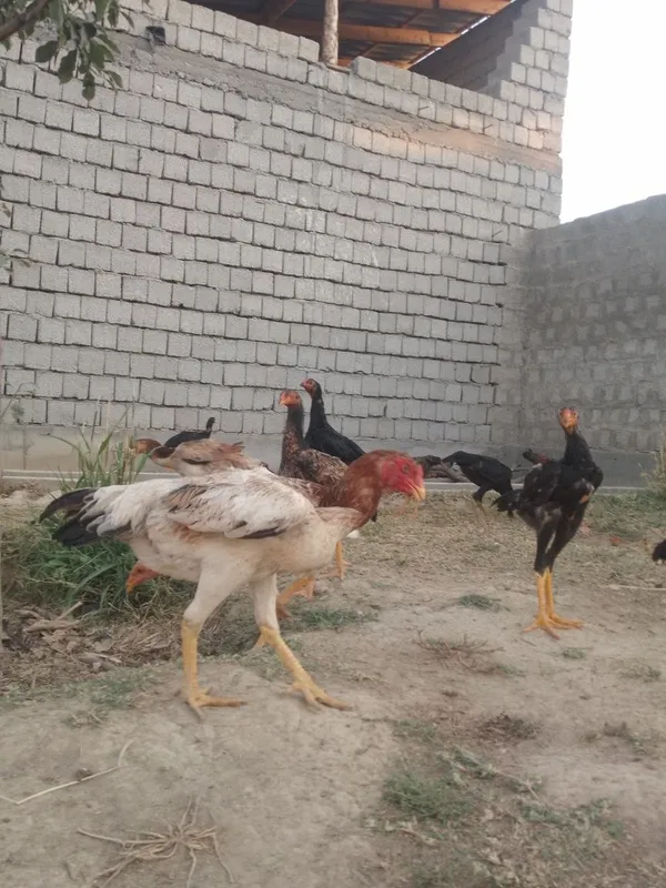 Toza koreya jo'jalar sotiladi 3 Toza koreya jo'jalar sotiladi 3