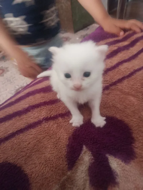Котенок породистый 2 Котенок породистый 2